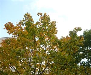 Природа 120.jpg